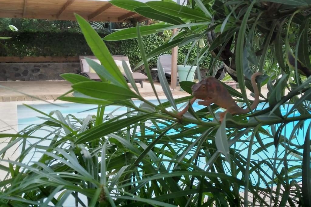 Villa Baies Roses Saint-Leu Exterior photo